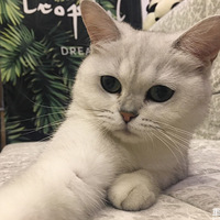 ����ë�͸��ɰ���