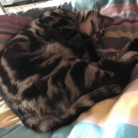 ��è���ӵ�˯��