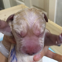 ���ȵ�С�̹�