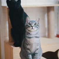 ������ר�á���èҲ�Ǹ����������������ʱ����8ֻè......