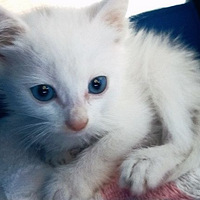 �����е�һֻ��������