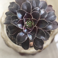 �ڷ�ʦ��ͷ��