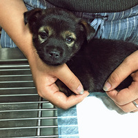 #���˹�#ÿ��������ֵ��ӵ��һ�����������ˣ��Ӵ��㲻��������