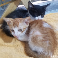 ��ֻ����Сè������~Ը�����и���ů�ļ�