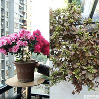 �����ֻ��������ǣ�������ﻨ����״������˵˵��??(????