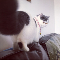 ���Ȱ���������������һ�������յļӷ����ӣ���������δ������