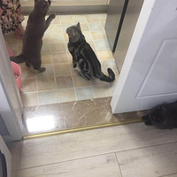 ��¼������è����̽��Ӫ����ζè���Ĺ���