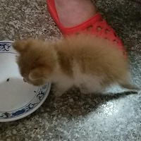 ��è����������