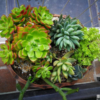 ������ũ�����Զ���