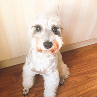 ����ɫѩ����ÿ�γ��Ŷ������ǲ������ļٽ�ë������