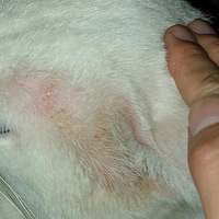 �����ֵ�����è����ı��15��������ˣ���ͼ��