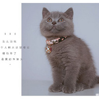 ���˱�����è����ư����������