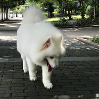 12����4���µ�С�׽����һPO����^_^