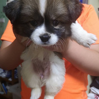 �����ڵ��� �����ҵĺ��˹�