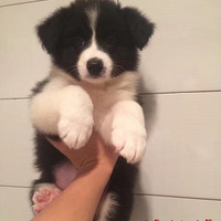 ��γԳ�40����ȳ�������