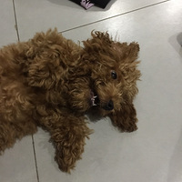 ���ݹ���С˧��+���ȳ�������