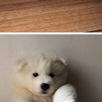 �ǻ�������+���ȳ�������