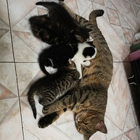 Сè��ֻ������