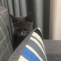 ���Ǹ�ʲôè��