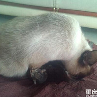 è��֮�豦�е��������Ľ���ʷ���ȳ�������