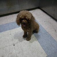 �������Ĺ���