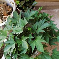 �����������ģ����������Լ��ġ�