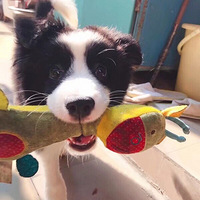 һ�����ཱུ�С��Ƥ�ݱ����һ���������˽䡾�ȳ�������