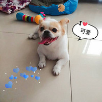 ��Ц�Ĺ������������ȳ�������