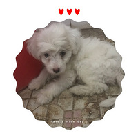 ��ǿ��С����������