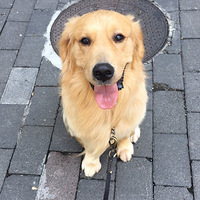 ��û�ý�ë����Ҫ��ģ�