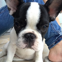 ������������һ������Ƥ��������