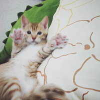 ����������˵����ҽԺ�յ��ǡ�����˰�������¥��è�����ô�죿