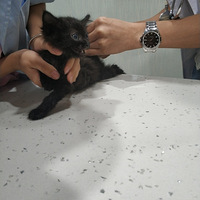 �Ⱦ��Ҽҿ�����Сè