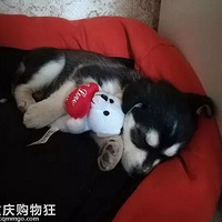 �ϰֻ�3000��Ĺ�ʿ�棬���º����Լ���ƭ�ˣ�ԭ��......