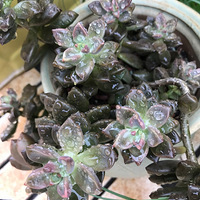 ����չ�����ɹɹ�ҵ�һһֲ����