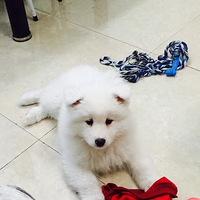 ����һֻ���ӵ��ɱ�+���ȳ�������