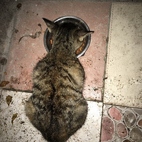 ճ�˻���è����ů�ļ�