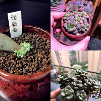 �����죬Ҳ��ֻ��������������׶���