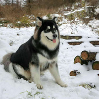 ���������ס�˧������˹��С������װ���˹������һö