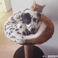 ���������ϱ�����ֻè�ɡ���