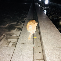 �����ĳ�����è�ܵ�������