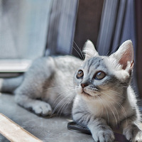 ���������ס���������