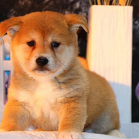 ��¼һ���ҼҲ�Ȯ:��ଵĳɳ�