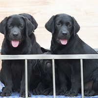 80��С��������