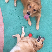 �޹�ż�����