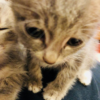 laughing��lucky�ĳɳ��ճ�