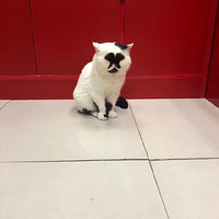 �����ջ��ܡ�������û�г��ﳬ�����Ƭ������ɹ�𣡹�����������