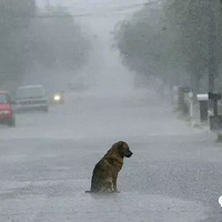 �ᱼ��̫�����ˣ���������������һ����ʵ�����ѡ�