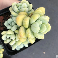 �������ϵ�������