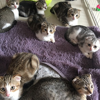 ϲ��è�����